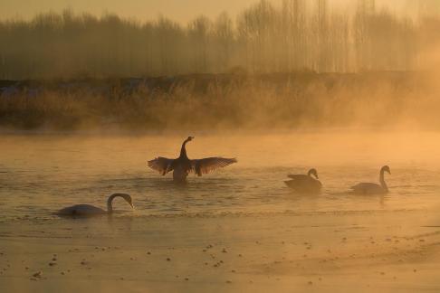 Sunrise Swans A