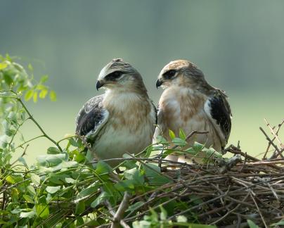 black winged kite cub A