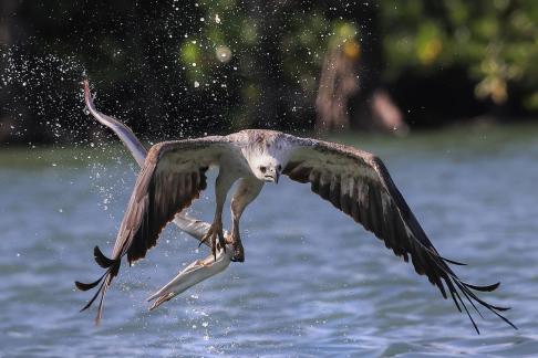 White-bellied Sea Eagle 07