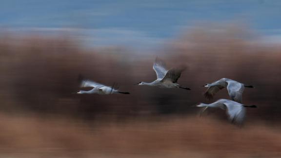 Cranes in Flight Motion Blur