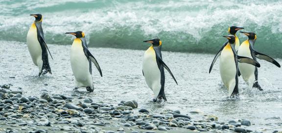 Penguins and Waves