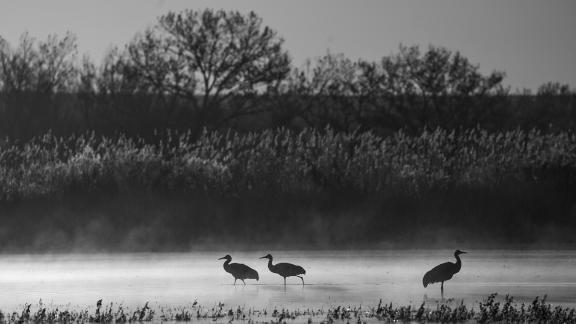 Cranes at Sunrise 24 01