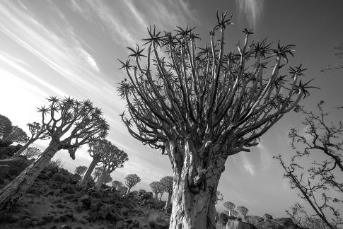 Quivertree Forest 01