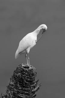 White Ibis Preening 01