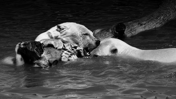 Ice Bears playing