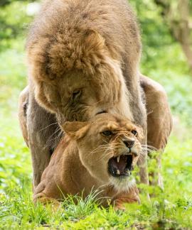 Lion mating Ree Park