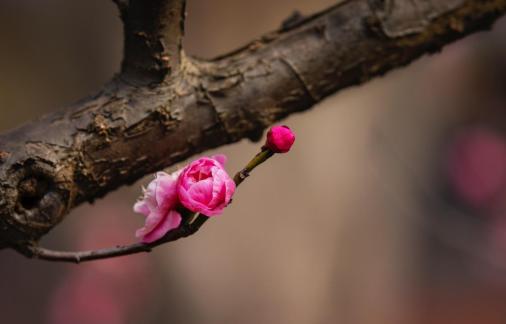 Pink color plum blossom