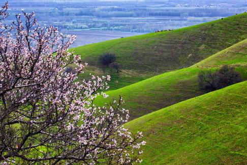 Apricot blossoms valley