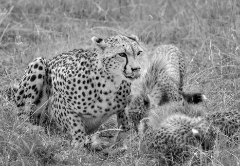 Cheetahs with spotted coats4