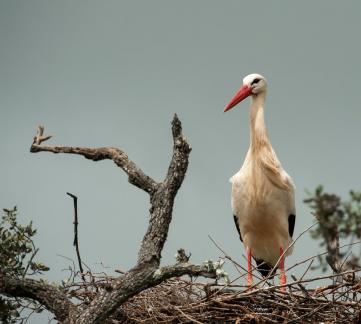 Stork on the lookout