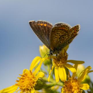 BUTTERFLY ON YELLOW FLOWER 2022