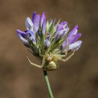 SPIDER ON PURPLE FLOWER 2023