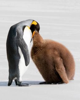 Hungry King Penguin chick