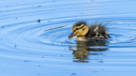 Baby Mallard