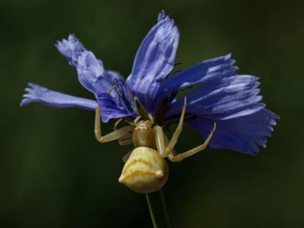 UNDER THE FLOWER