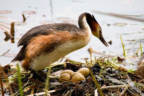 Great Crested Grebes 71