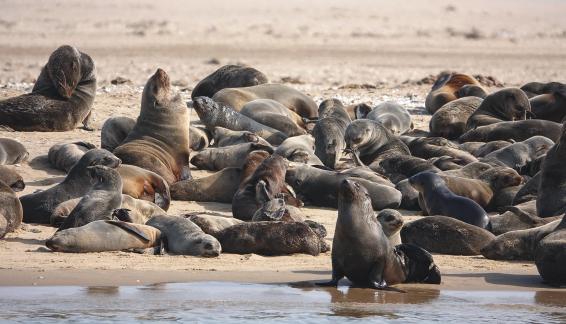 Cape fur seals_11