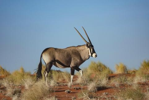 Oryx gazella_4