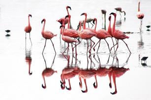 Pink flamingo in Africa