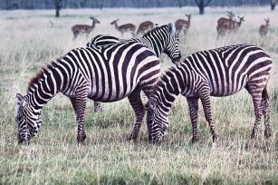 African zebras