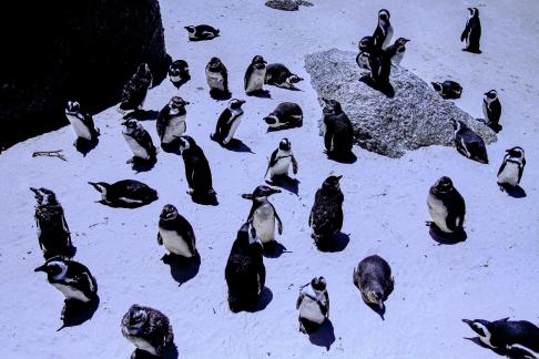 african penguin