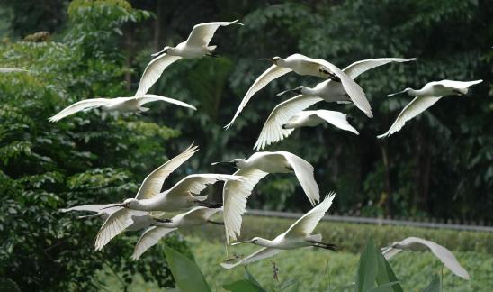 Group Flying White Spoonbill