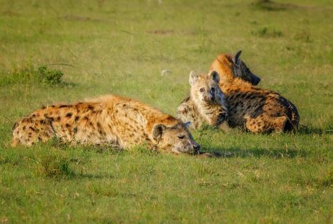 A family of hyenas