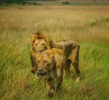 A pair of lions