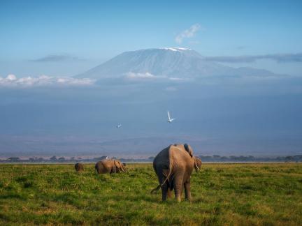 Mount Kilimanjaro and Elephants