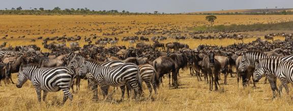 Masai Mara 8