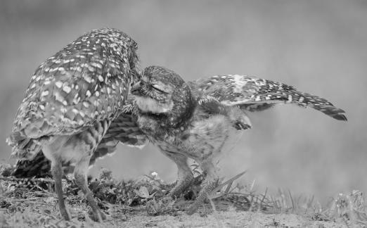 Feeding Owls 57