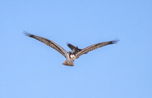 Red Wing black bird chasing Osprey