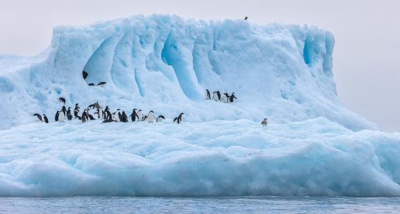 Gathering on float Ice