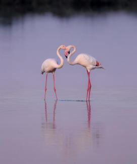 Flamingo Meeting