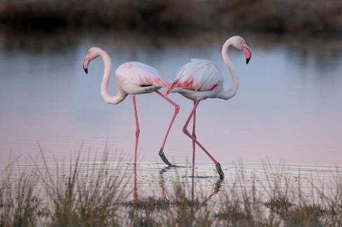 Flamingos in the Lake