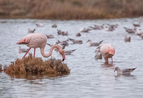 The Paradise of Flamingos