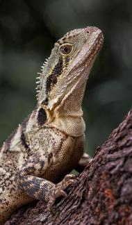 Eastern water dragon