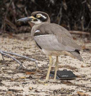 Beach stone-curlew