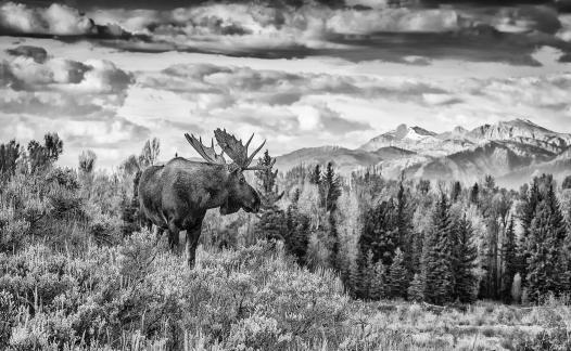 Bull Moose-Looking for a mate