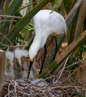 A nest full-Great Egrets