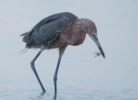 Crab snack-Reddish Egret