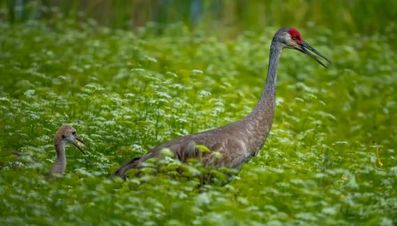 Having a conversation-Sandhill Cran