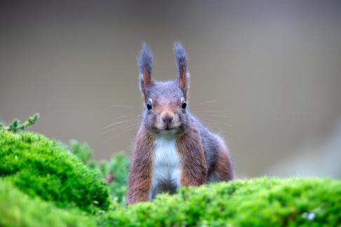 Squirrel in moss