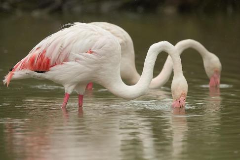 Pareja comiendo