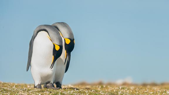 Pinguinos reverenciando