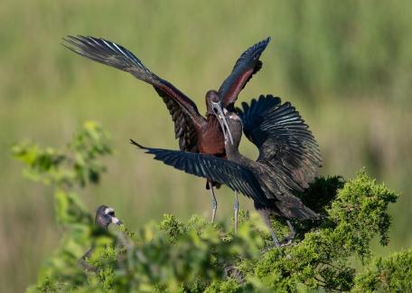 Glossy Ibis Family 9270