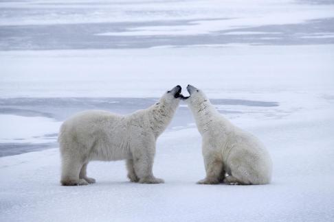 Bears Love