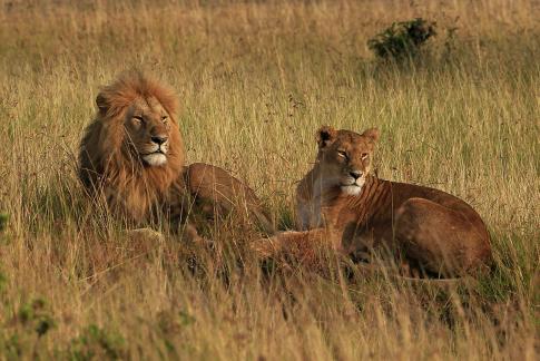 The lion king and his wife