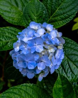 Blue flower ball