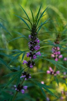 Unopened flowers